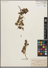 Foto von Salix L.